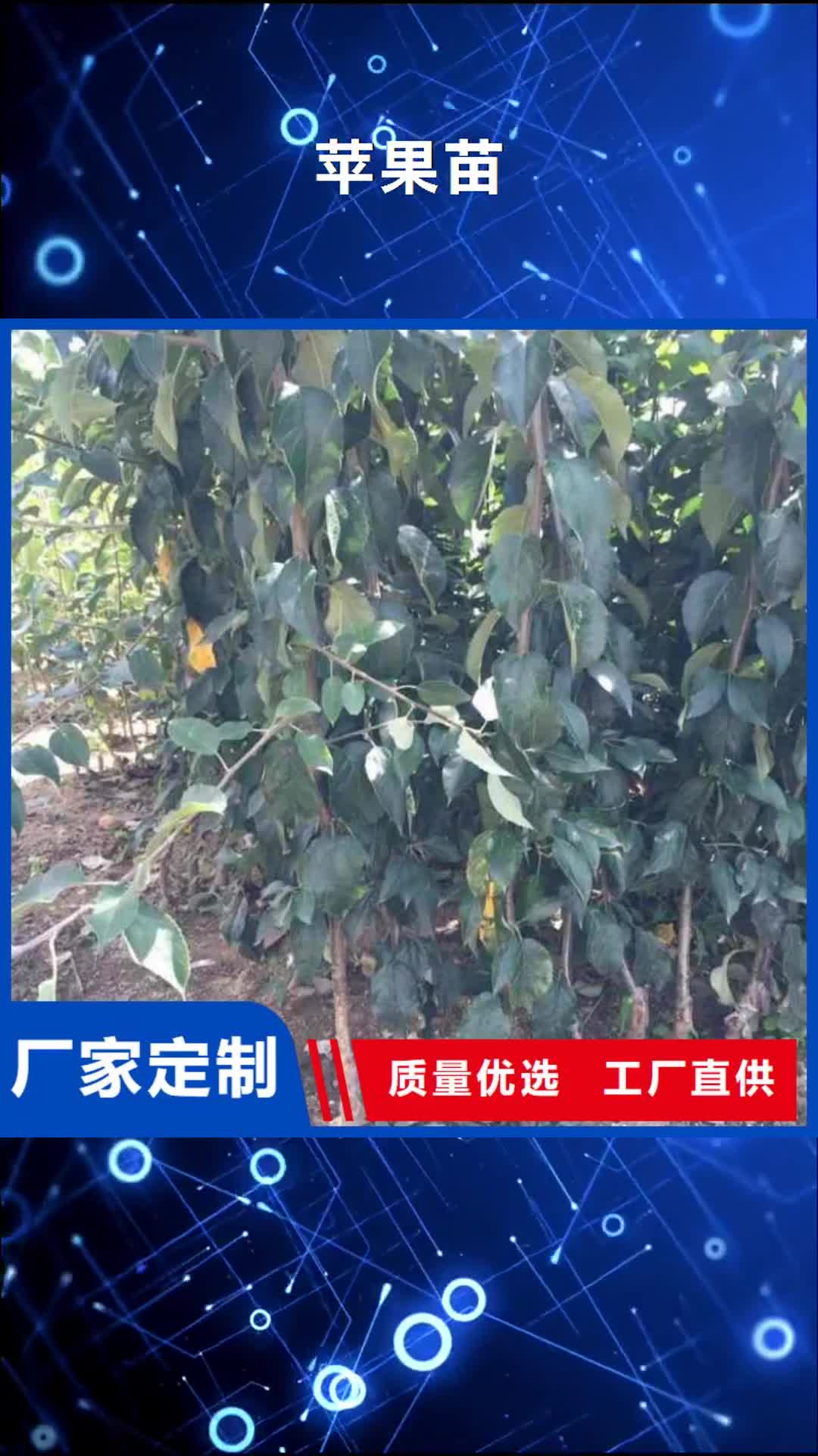 白银【苹果苗】_梨树苗大量现货