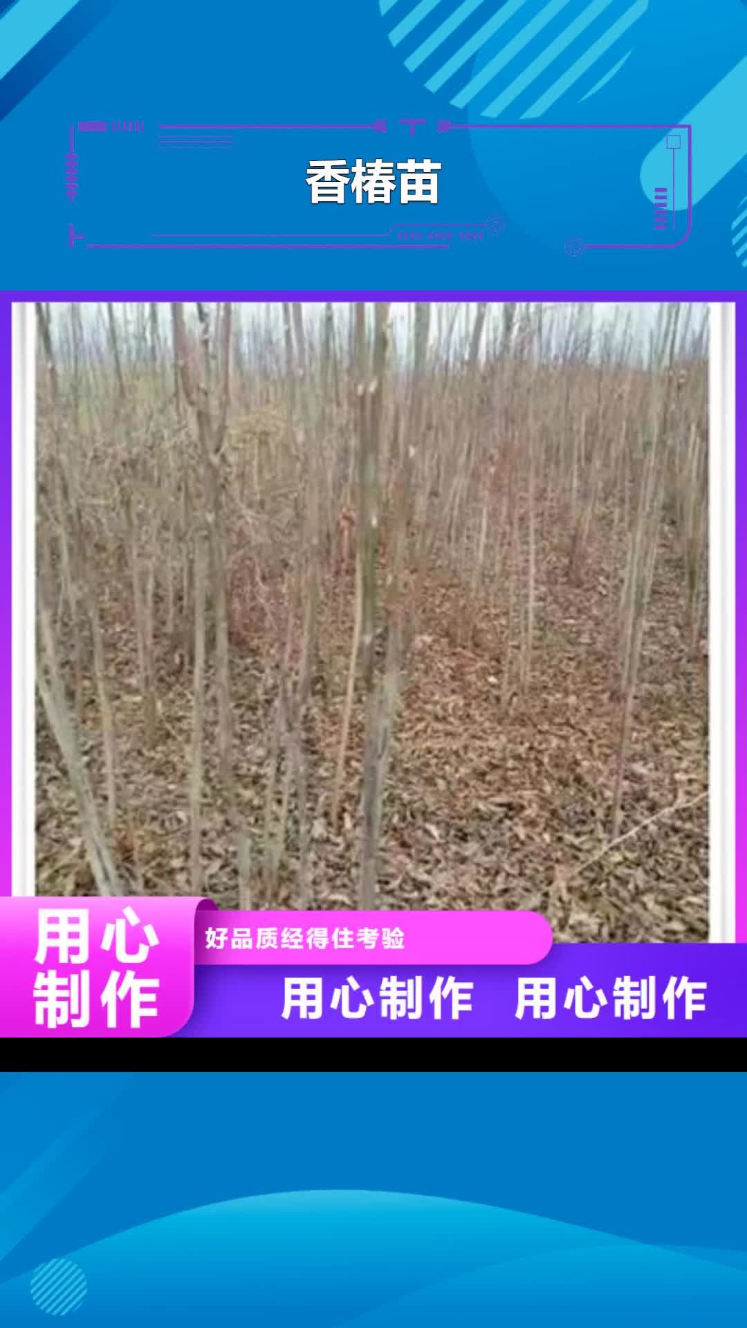 南充【香椿苗】 花椒苗工艺精细质保长久