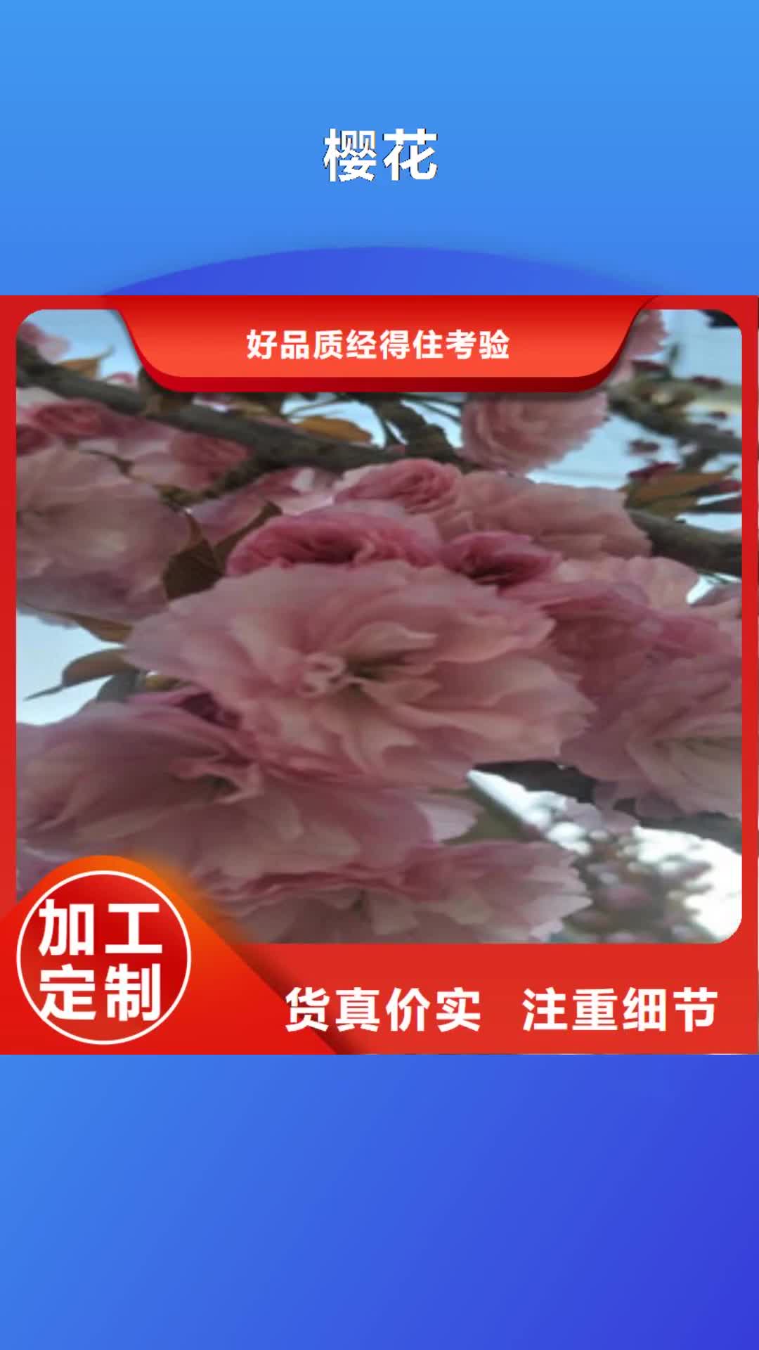 衡水【樱花】_绿化树 绿化工程订制批发