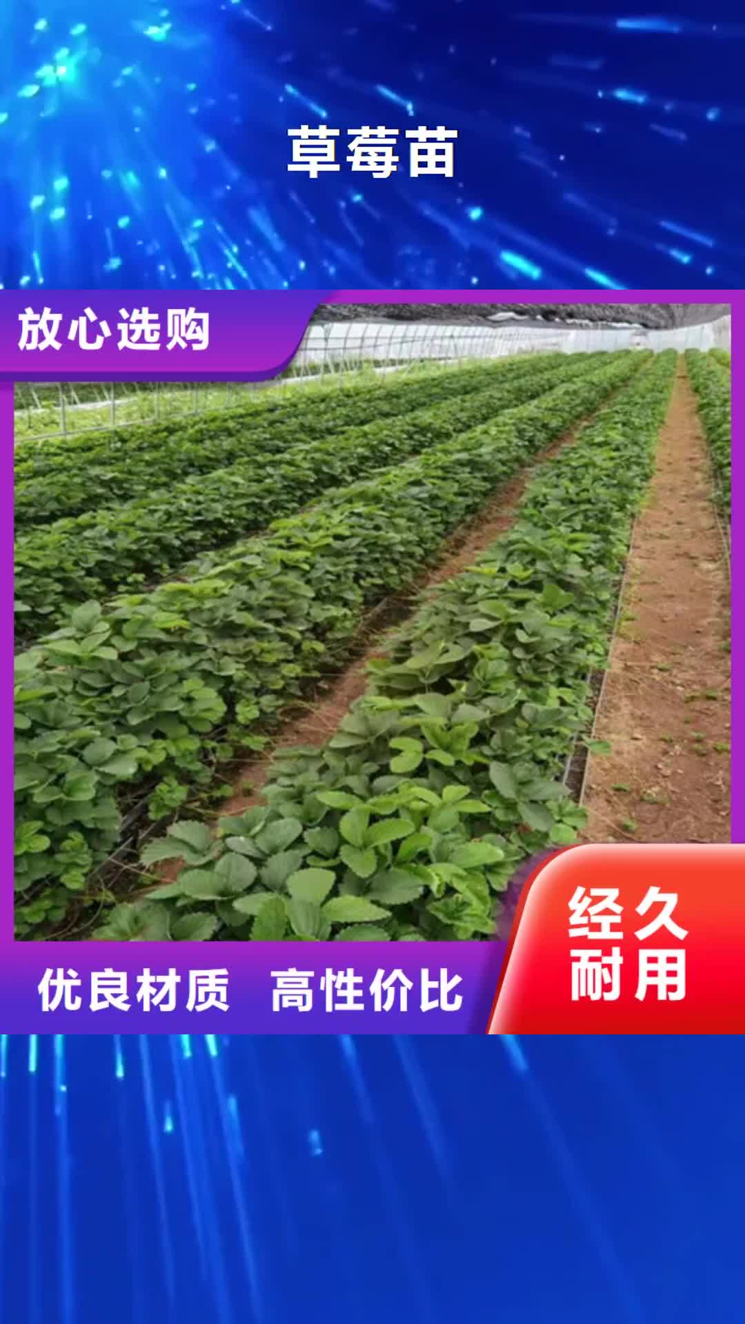 【齐齐哈尔 草莓苗无花果苗有实力有经验】