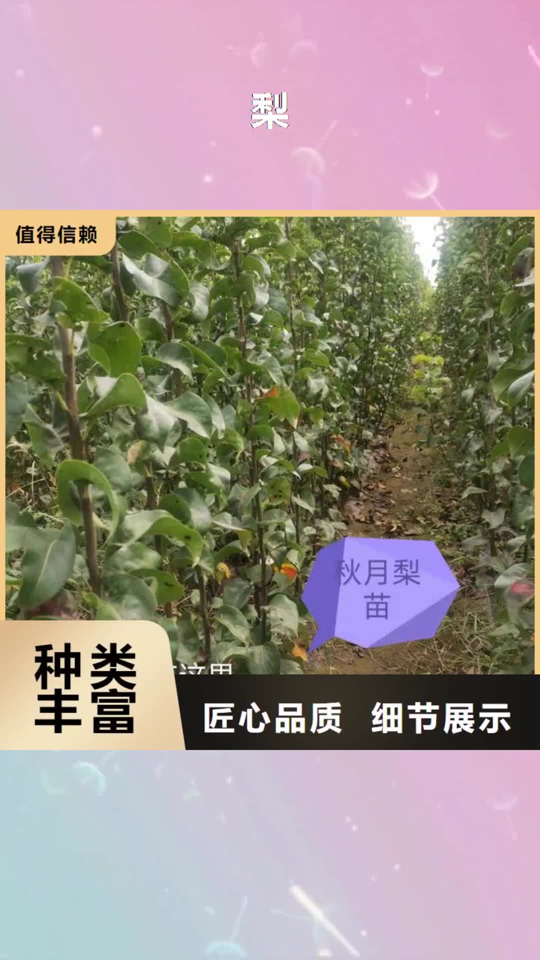 莆田 梨,【海棠苗】质量优价格低