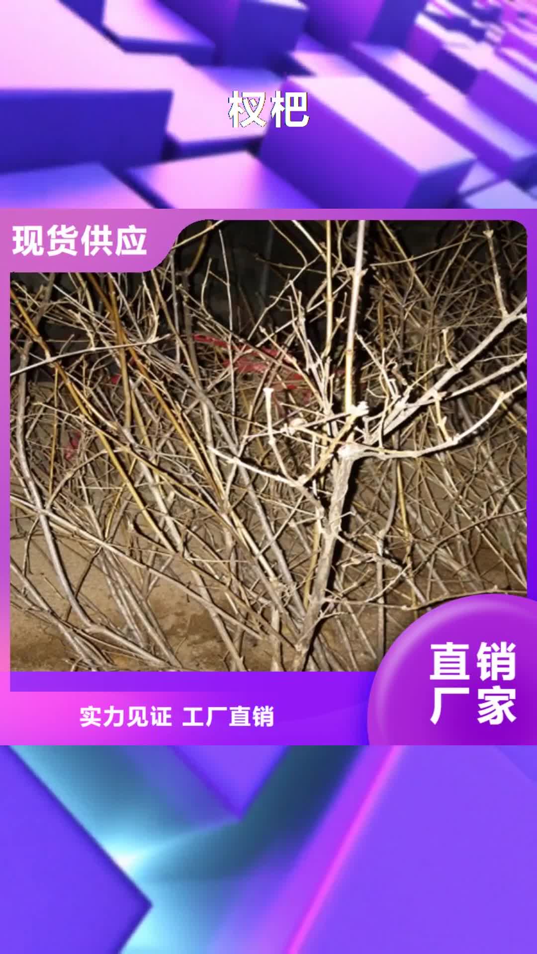 潍坊【杈杷】_苹果苗快速生产