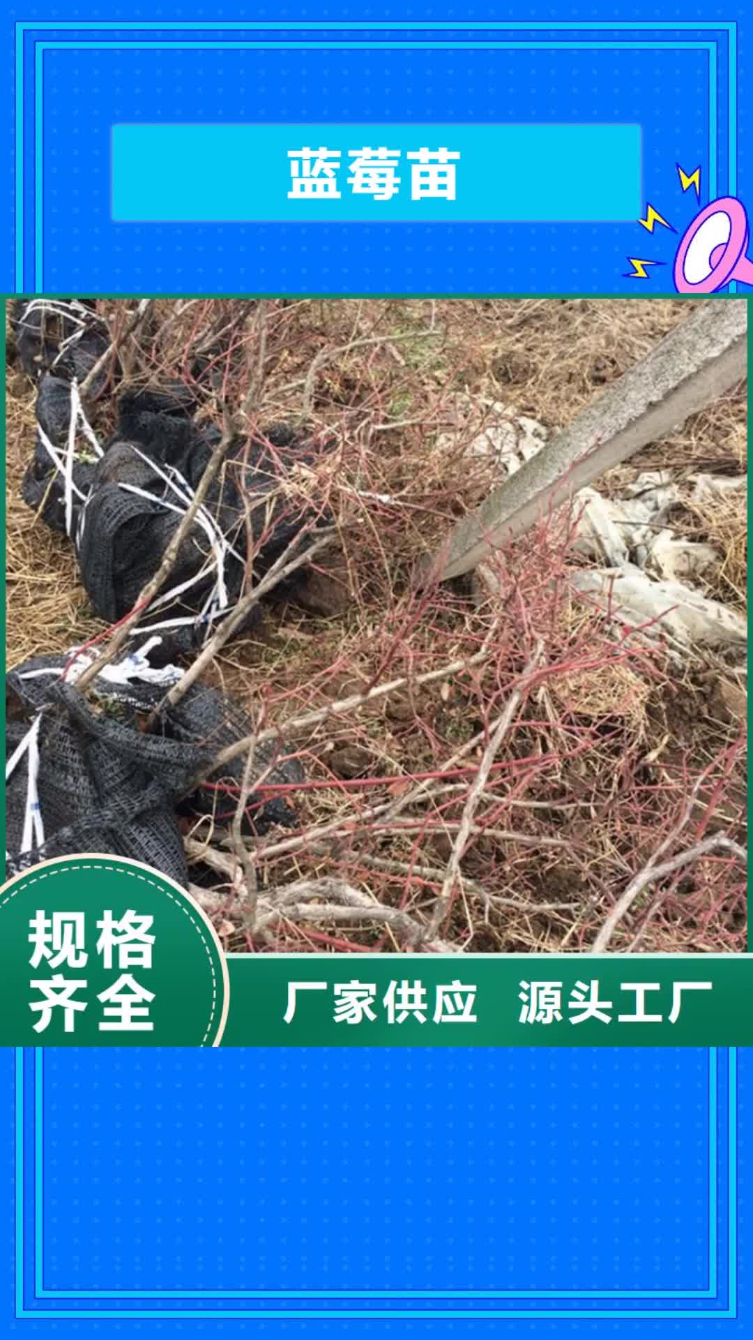 盘锦【蓝莓苗】 无花果苗精益求精