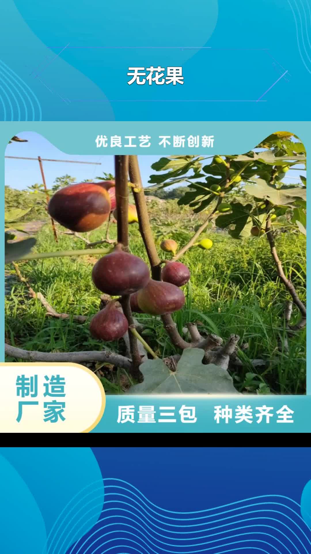 驻马店【无花果】_樱桃苗现货满足大量采购