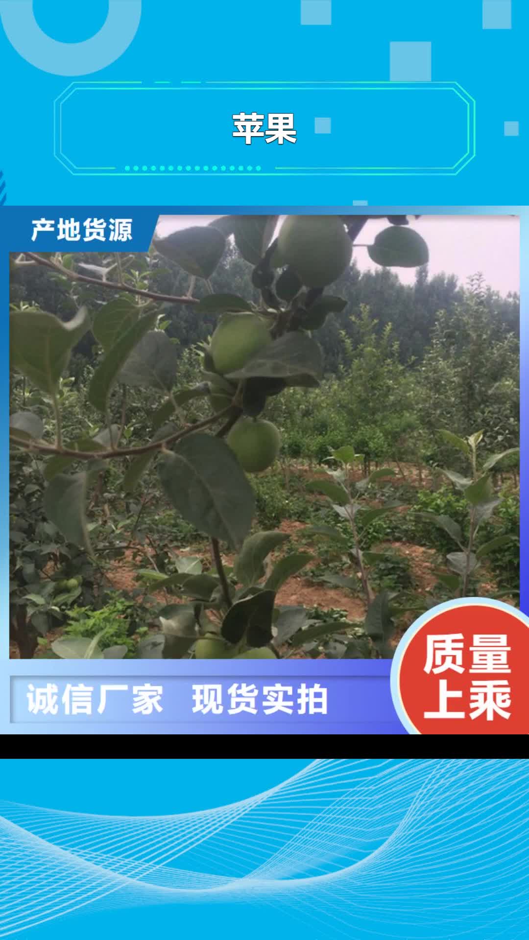 大理 苹果-【桃树苗】真材实料加工定制