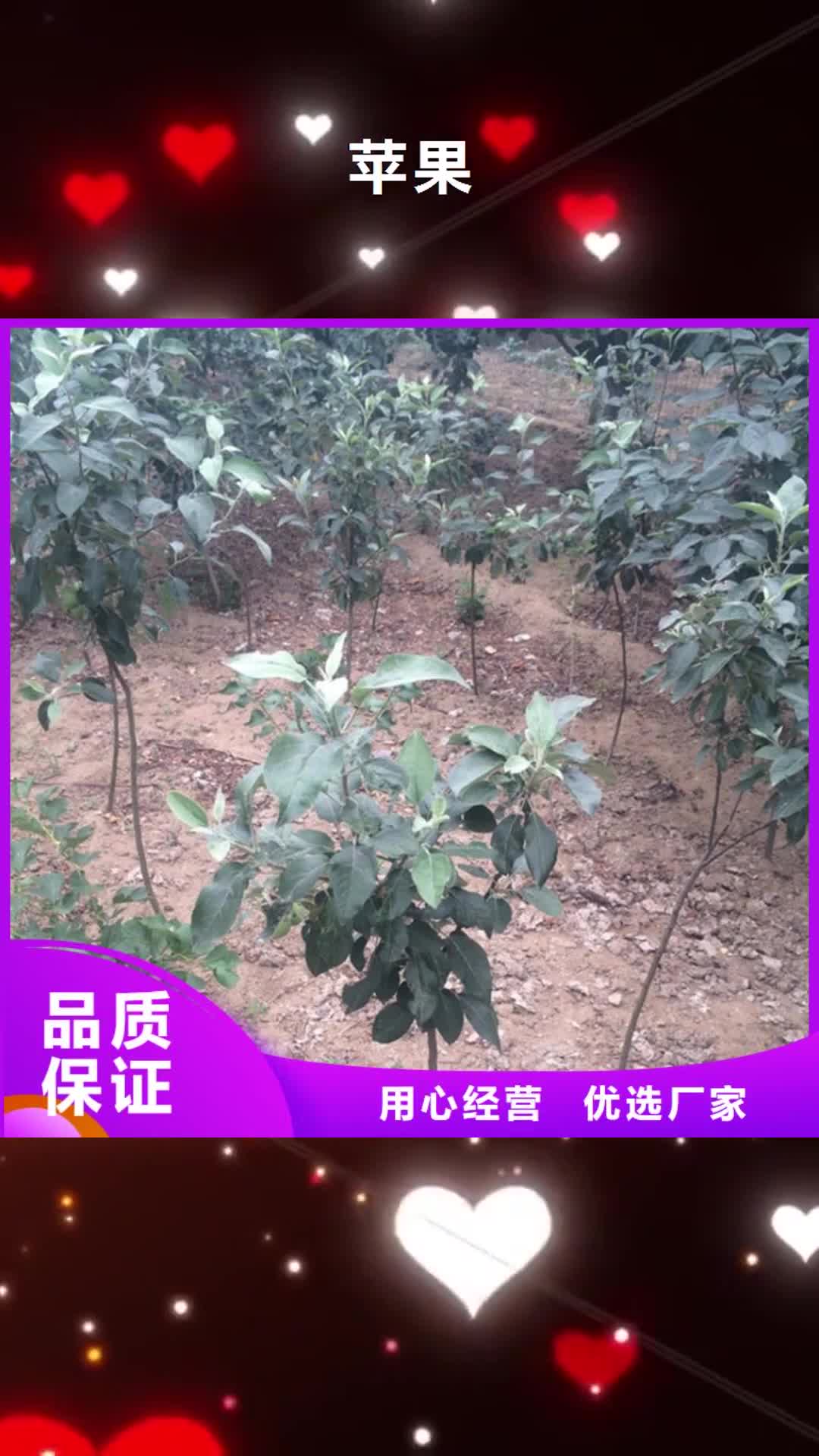 黑龙江 苹果,【苹果苗】源头采购