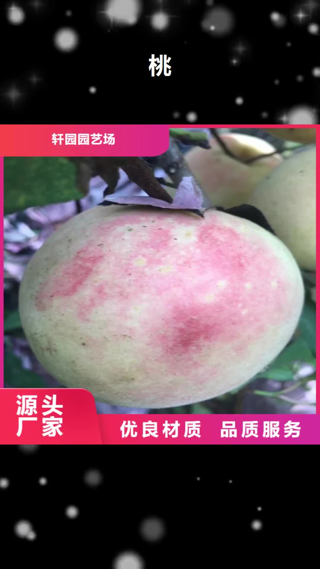 葫芦岛 桃_【苹果苗】敢与同行比服务