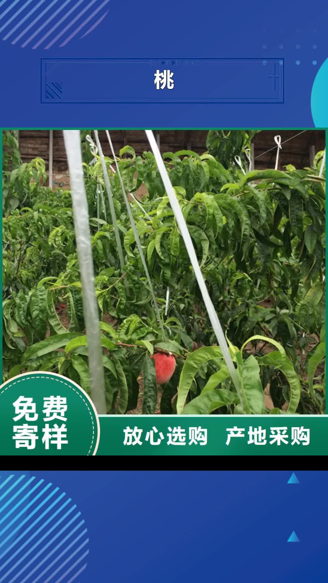 【克拉玛依 桃_草莓苗用心做产品】