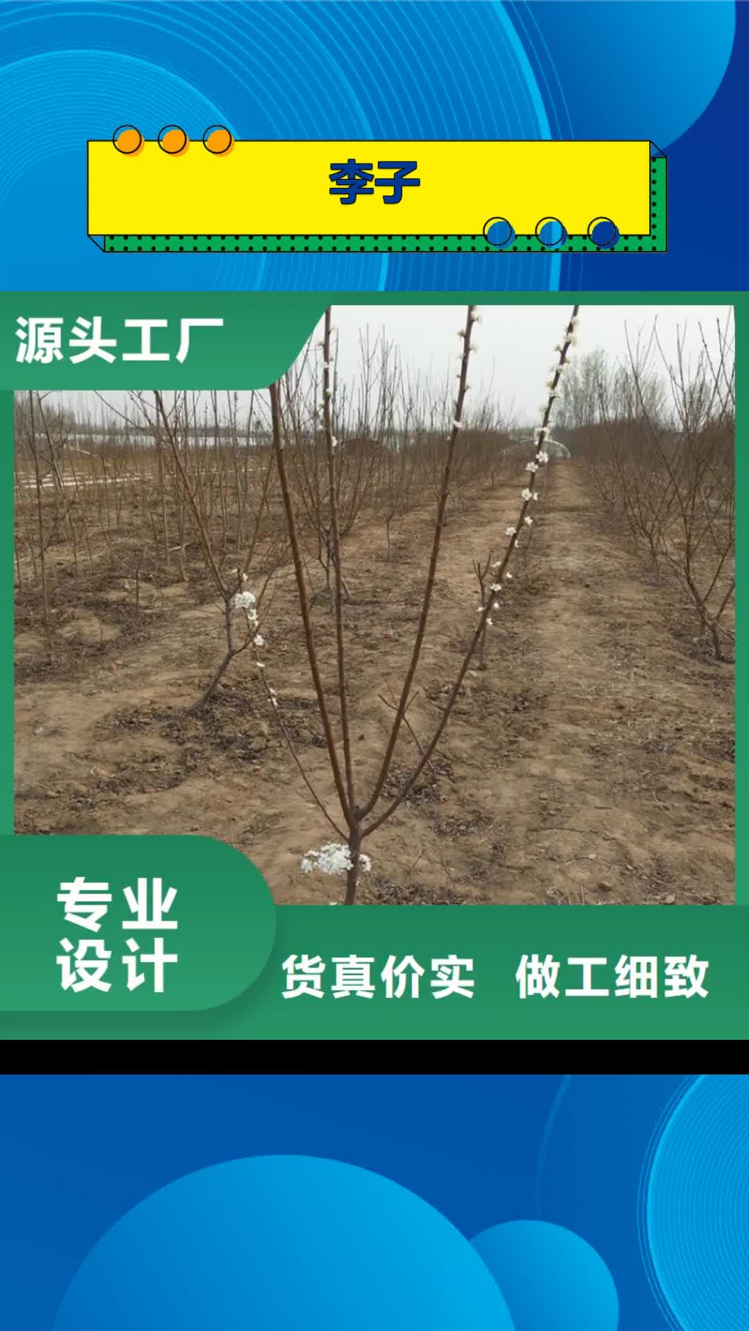 大连 李子【苹果苗】专业按需定制