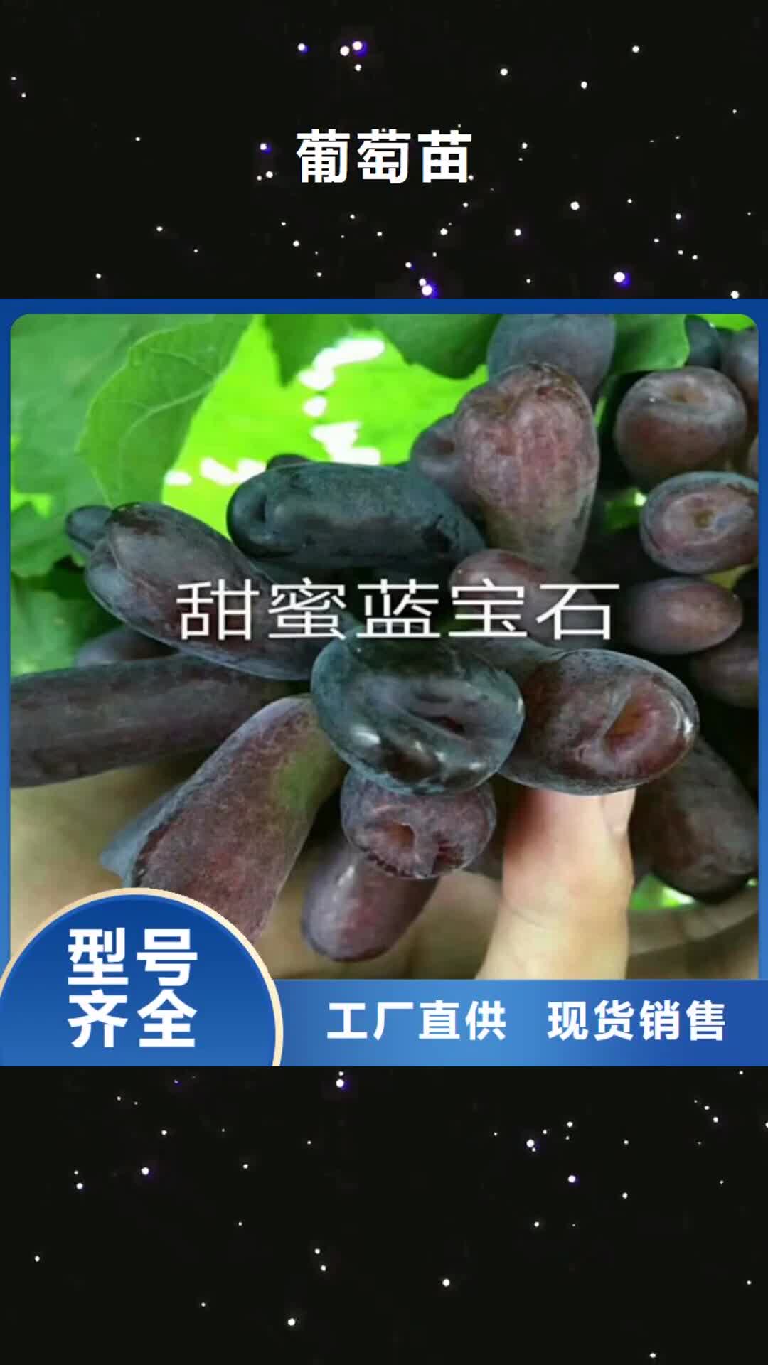 三门峡 葡萄苗,【大棚草莓苗】为您精心挑选