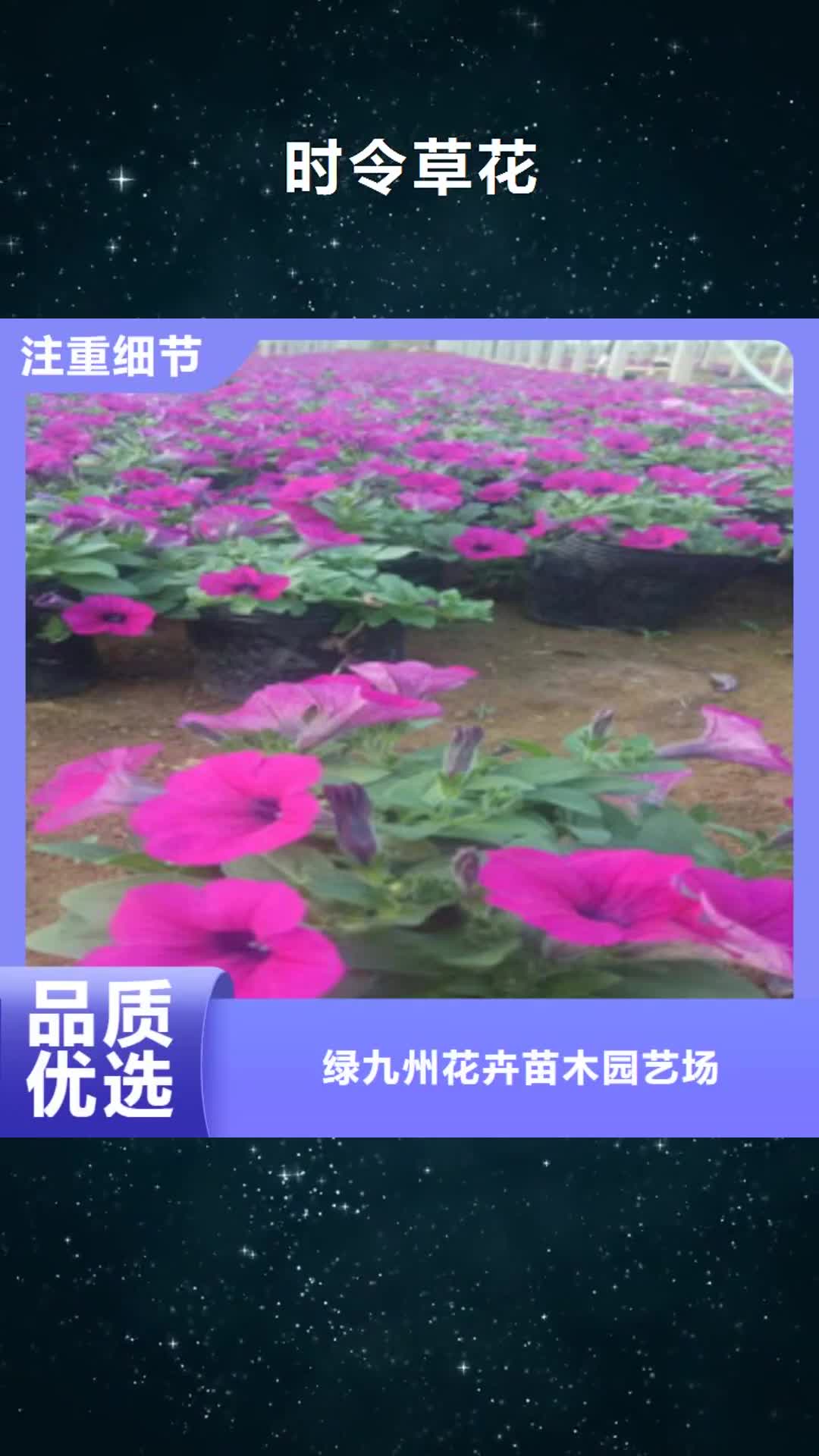 威海 时令草花-【五一国庆草花批发】按需定制