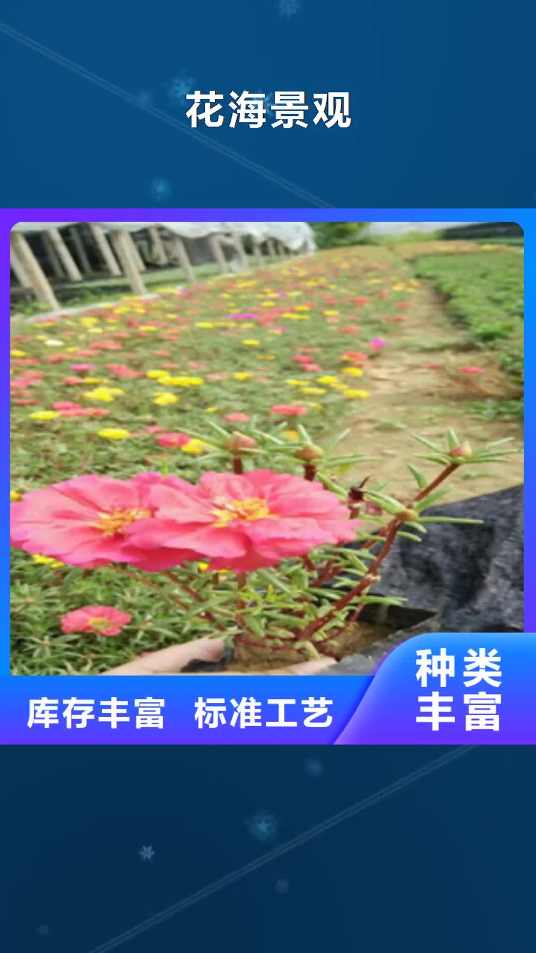 临沂【花海景观】 花海景观工程直销厂家